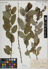 Foto von Salix myrsinifolia Salisb.